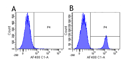 CD19 Antibody (CD19, clone FMC63)