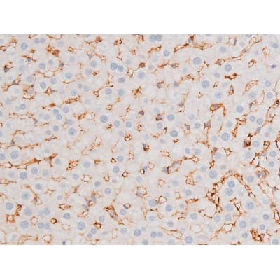 FOXO4 / AFX1 Antibody (phospho-Ser197)