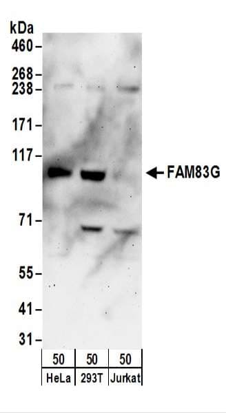 FAM83G Antibody (aa773-823)