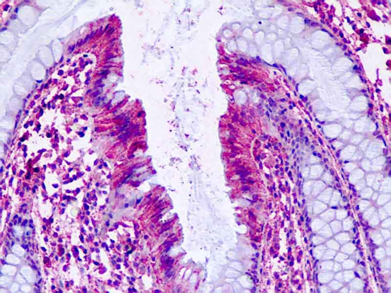 IHC-plus™ PTGER4 / EP4 Antibody (C-Terminus)