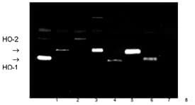 HMOX1 / HO-1 Antibody
