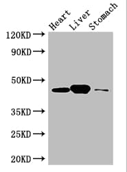 LANCL1 Antibody