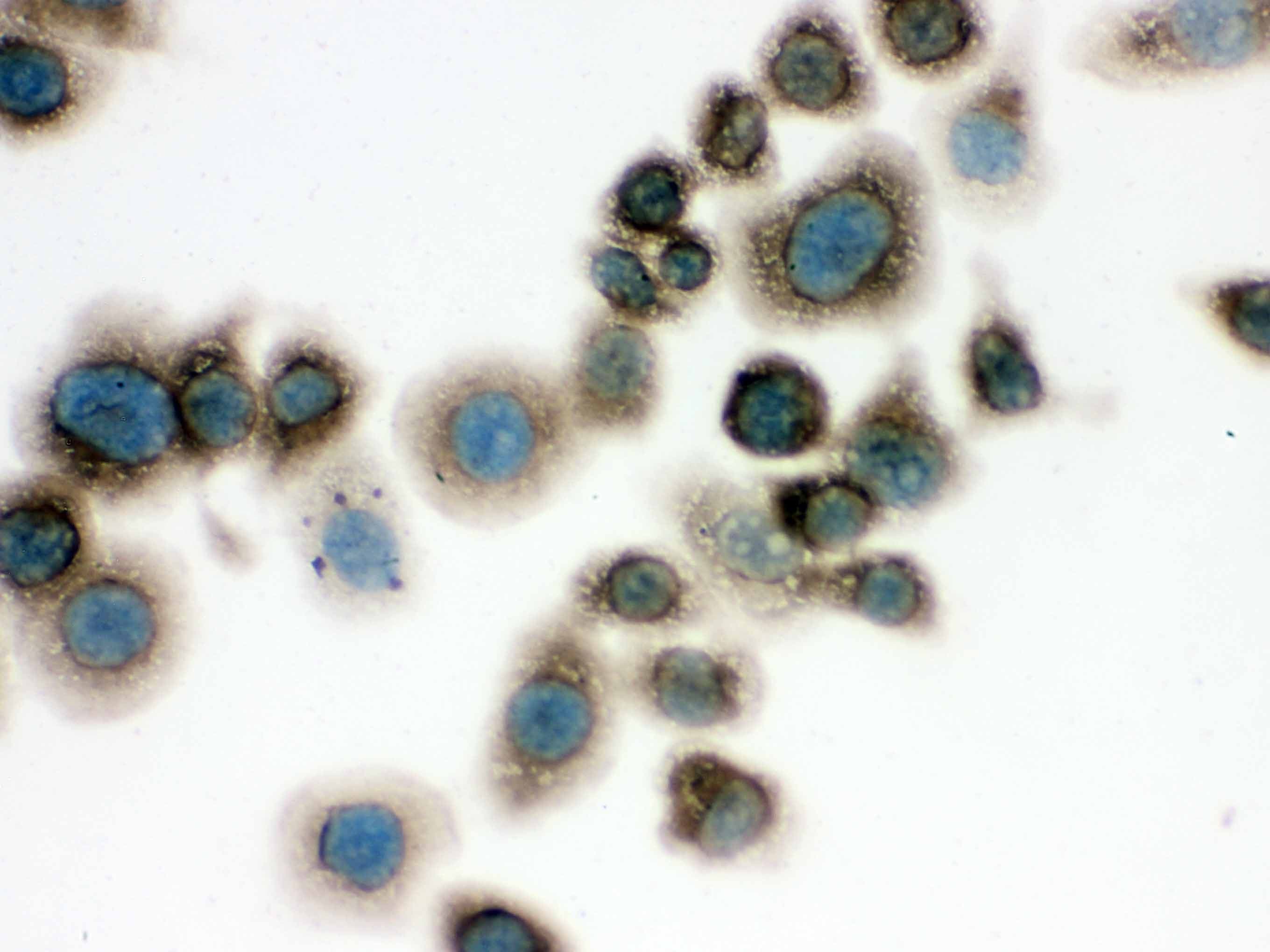CCT4 / SRB Antibody