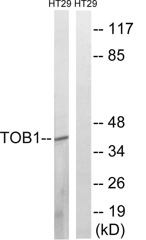 TOB1 / TOB Antibody (phospho-Ser164)