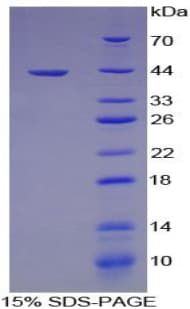 Dog CCL22 / MDC Protein (Recombinant His-GST)