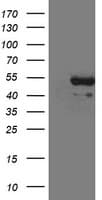 CD5 Antibody (clone OTI10H3)