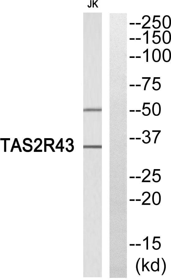 TAS2R43 Antibody