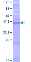 Human GJB2 / CX26 / Connexin 26 Protein (Recombinant GST)