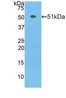 MtTFA / TFAM Antibody (aa43-243)