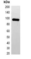 Monoclonal Mouse GFP Tag Antibody (WB)
