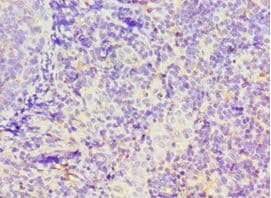 GBP1 Antibody (aa383-592)
