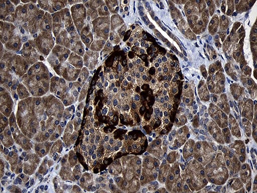 FAM131C Antibody (clone OTI1C2, Carrier-free)