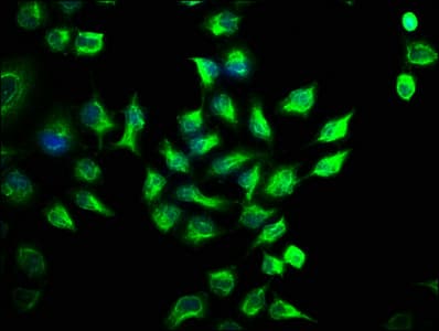 STK3 Antibody (aa323-450)
