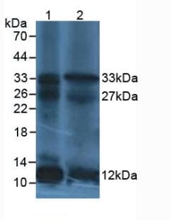 IL12A / p35 Antibody