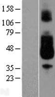 FCAR / CD89 Protein (Over-Expression Lysate Myc-DDK (Flag))
