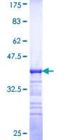 Human MAP4K1 / HPK1 Protein (Recombinant GST, N-terminus)