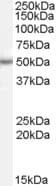 PAX6 Antibody (aa267-280)