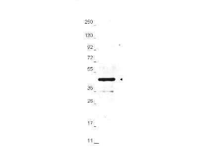 Polyclonal Rabbit Hemagglutinin / HA Tag Antibody (Biotin, IHC, WB)