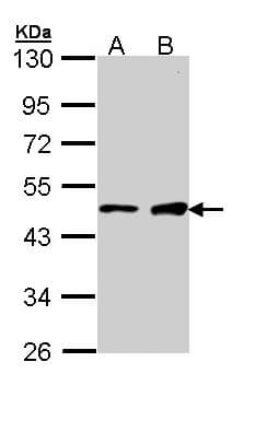 GATA1 Antibody