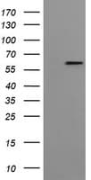 FTCD / 58K Golgi Protein Antibody (clone OTI4A7, Carrier-free)
