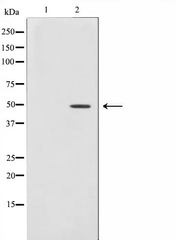 AZI2 / NAP1 Antibody