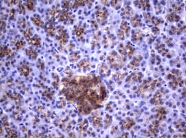 Monoclonal Mouse anti-Human NEU1 / NEU Antibody (clone OTI3D4, IHC, WB)