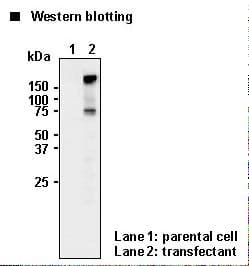 SLC6A4 / SERT Antibody