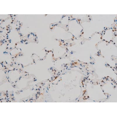 AP-1 / JUND Antibody (phospho-Ser255)