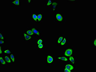 CDK5 Antibody (aa1-292)