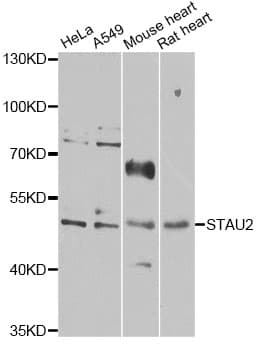 Polyclonal Rabbit anti-Human STAU2 Antibody (IF, WB)