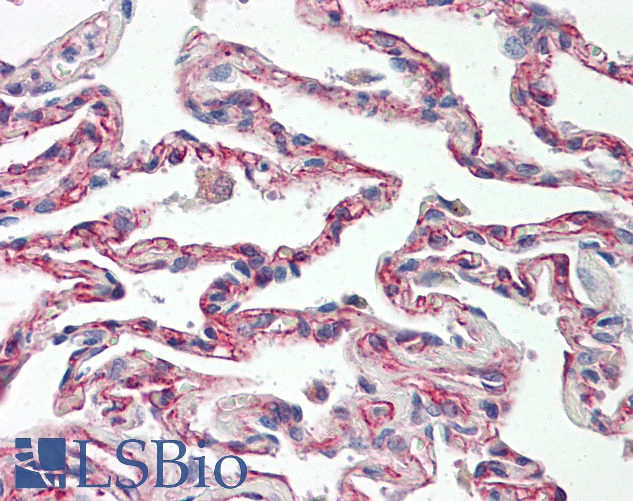 IHC-plus™ Polyclonal Rabbit anti-Human TRADD Antibody (aa251-300, IHC, WB)
