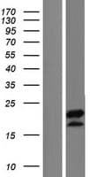 C5orf52 Protein (Over-Expression Lysate Myc-DDK (Flag))