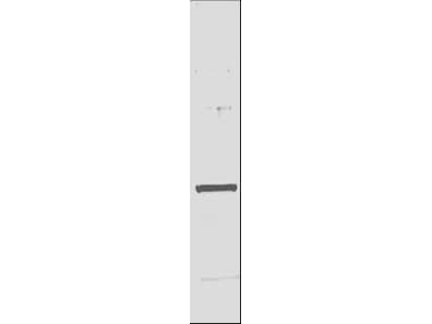 His Tag Antibody (HRP)