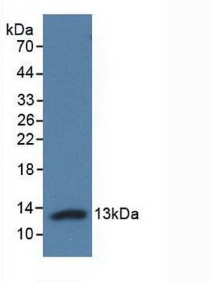ENHO / Adropin Antibody