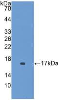IL1F9 Antibody (aa5-149, Biotin)