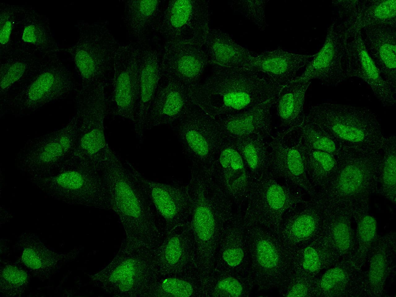ATP8B4 Antibody