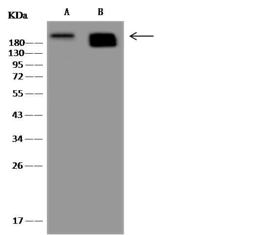 NES / Nestin Antibody (clone 11, Preservative Free)