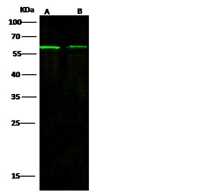 ACVRL1 Antibody (Preservative Free)
