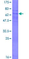 Human PTGER1 / EP1 Protein (Recombinant GST)