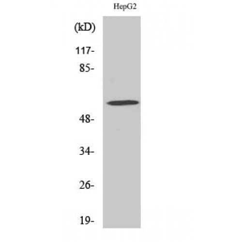ADCK4 Antibody (1-80 aa, N-terminal)