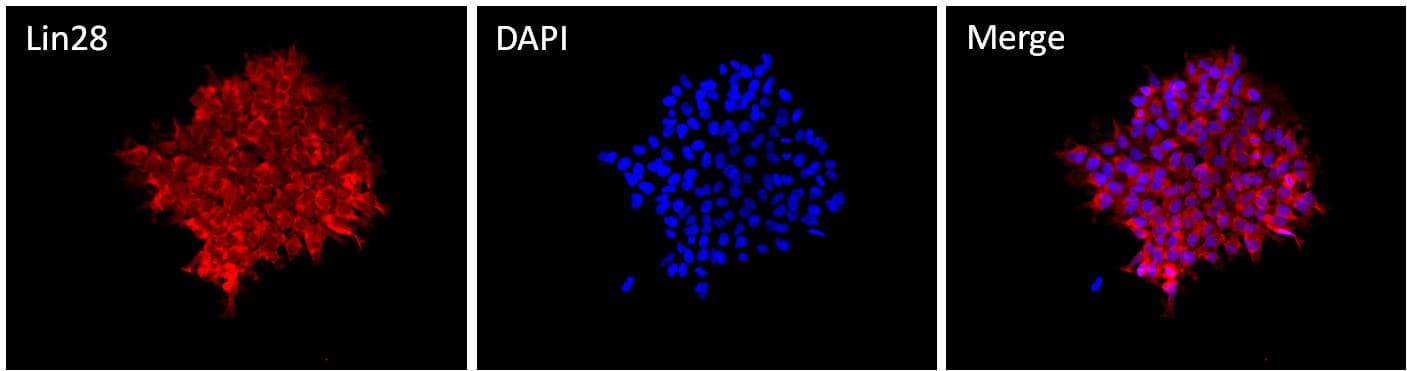 IHC-plus™ Polyclonal Rabbit anti-Human LIN28A / LIN28 Antibody (IHC, IF, WB)