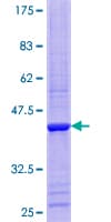 Human RPP14 Protein (Recombinant GST)