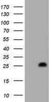 HES6 Antibody (clone OTI1D6)