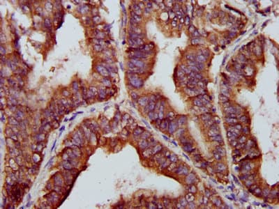 BRCC45 / BRE Antibody