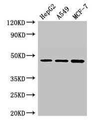 MAEA / EMP Antibody