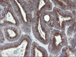 GORAB / SCYL1BP1 Antibody (clone OTI1G2)