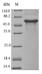 Mouse Erfe Protein (Recombinant 10His-SUMO, N-terminus + Myc, C-terminus)
