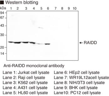 CRADD / RAIDD Antibody (clone 4B12)