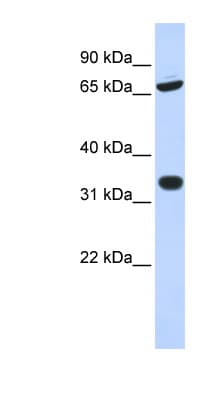 Polyclonal Rabbit anti-Human TRIM28 / KAP1 Antibody (aa216-265, WB)