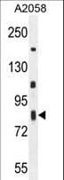 Polyclonal Rabbit anti-Human ERMARD Antibody (aa346-375, IHC, WB)